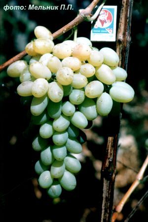 Селекция винограда на устойчивость к филлоксере