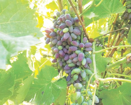 Сушка винограда в междурядьях виноградника